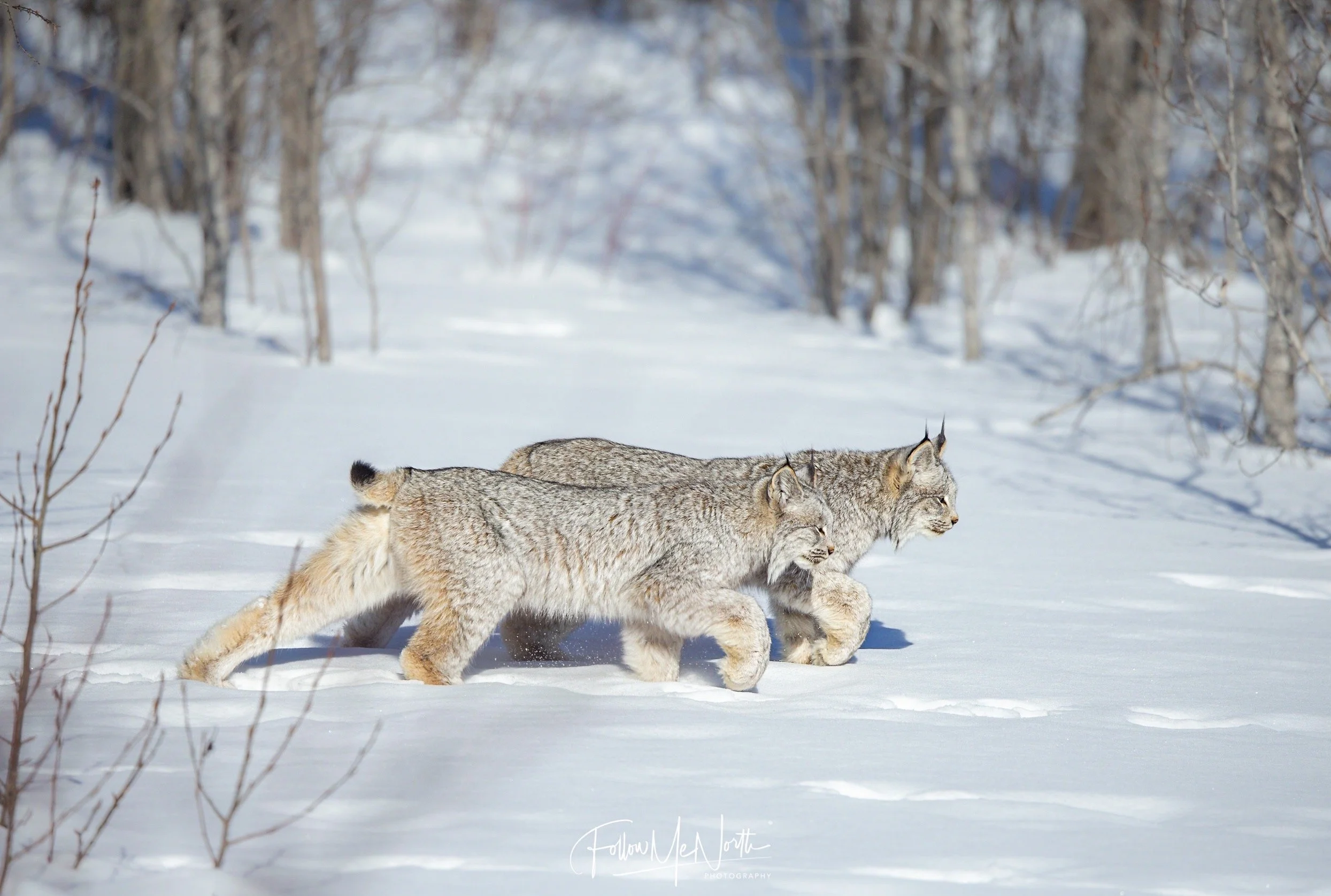 Part 3: Canada Lynx Trilogy Finale — Follow Me North